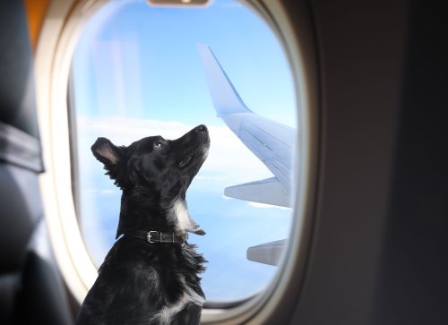 There's a new luxury airline for dogs