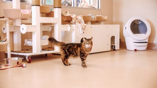 You can adopt a cat for free this month!