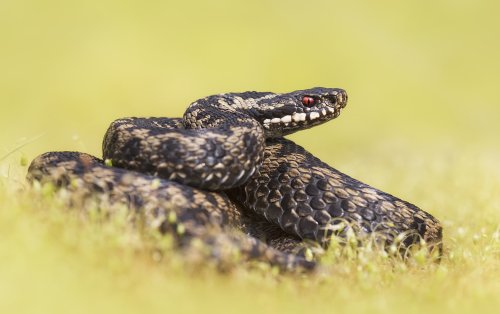 An urgent snake warning has been issued for parts of the UK – here’s how it affects London