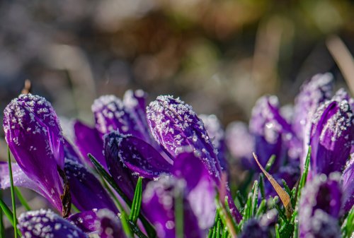 It’s official: Montreal’s spring forecast was just released by the Farmer’s Almanac