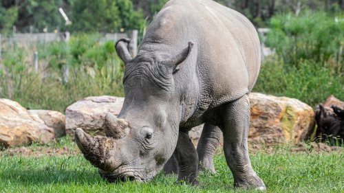 One of Sydney’s top zoos is now home to the city’s only rhino | Flipboard