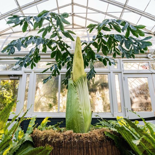 A rare, giant corpse flower is blooming now at the NYBG!