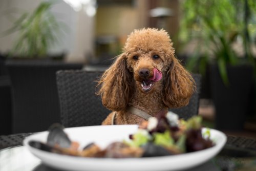 A fine-dining restaurant exclusively for dogs just opened in SF