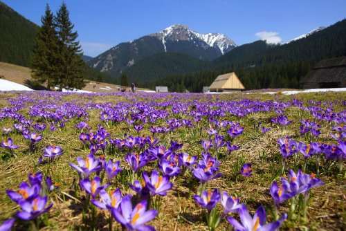 The most beautiful places to see spring flowers in Europe in 2024