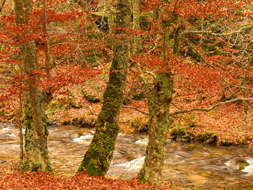 Los 8 bosques más bonitos de Madrid para escapar este otoño