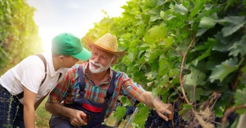 Alzheimer’s disease: Want to prevent dementia? Eat grapes to retain cognitive skills, says UCLA study
