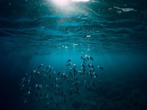 What Lies Beneath the Ocean's Surface