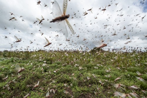 Biblical plague explained? Israeli study suggests why locusts form massive swarms