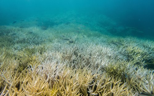 Underwater heat ‘inferno’ ravages Mediterranean corals, turning them to skeletons