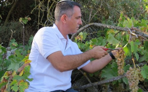 It’s in the DNA: Israeli grapes are the mother of all European wines