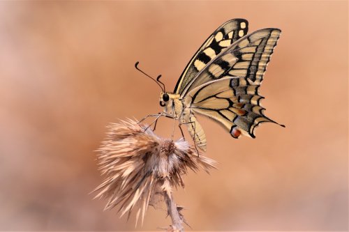 Photo Essay – Butterflies Flutter By