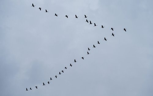 Number of overwintering cranes in Hula Valley drops as authorities reduce feeding