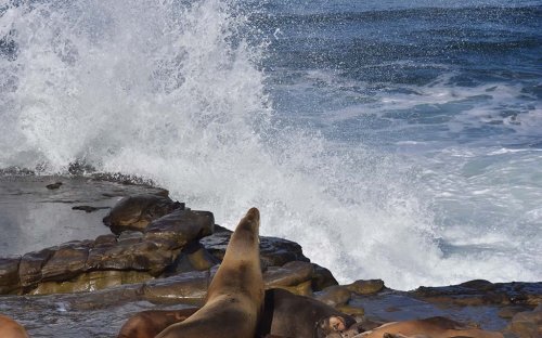 City Council Approves Annual Closure of Point La Jolla During Sea Lion Pupping Season