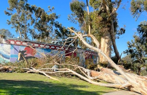 Balboa Park Closed as Falling Trees from Strong Santa Anas Pose Danger to City, Areas Across Region