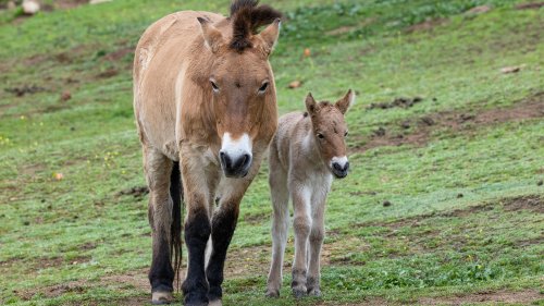 Safari Park Welcomes Przewalski's Horse Foal, First For the Park Since 2014