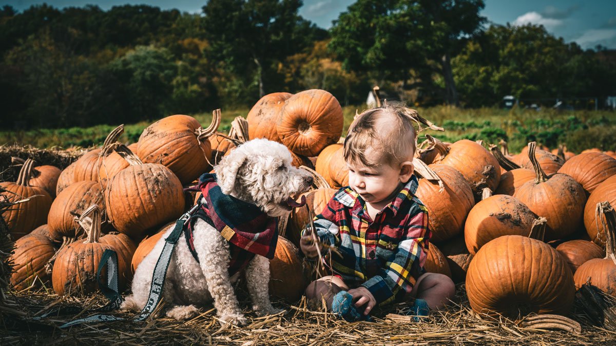 These DMV Pumpkin Patches Will Have You Saying "Oh My Gourd!"