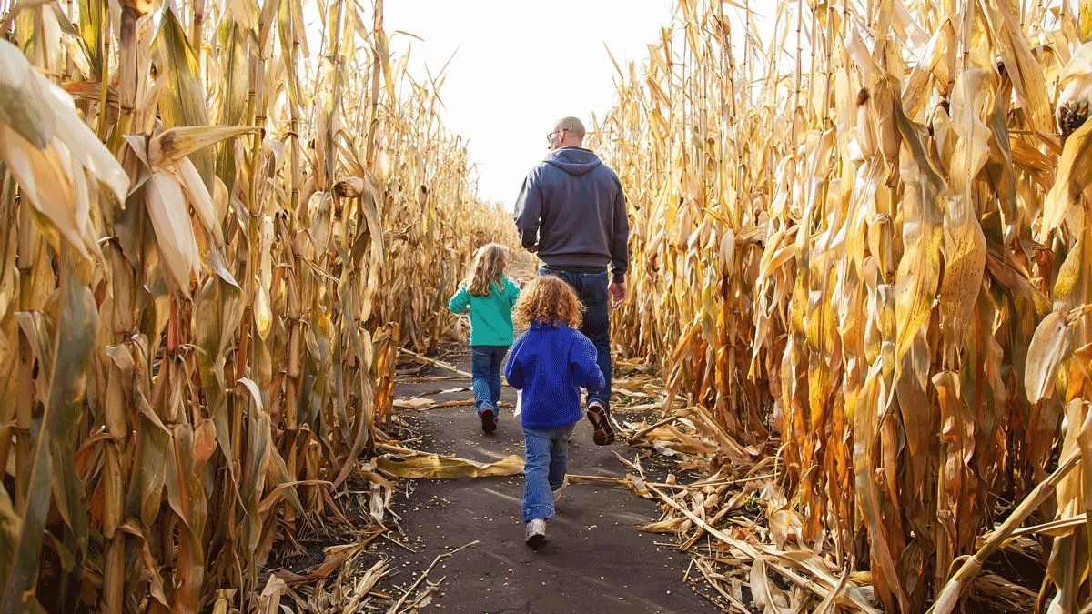 The Bay Area's Best Corn Mazes & Hay Mazes to Visit This Fall
