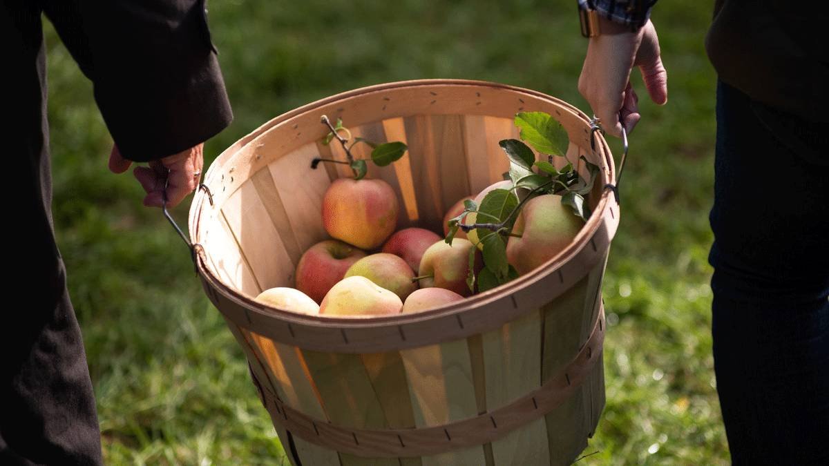 Pick a Peck! 8 Apple Orchards to Visit This Fall