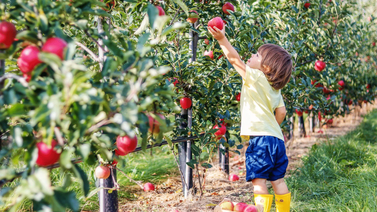 The Best Bay Area Apple Picking Orchards