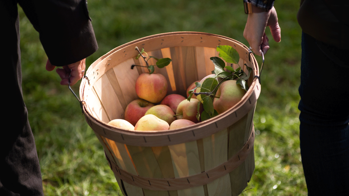 The Best Spots for NYC Apple Picking