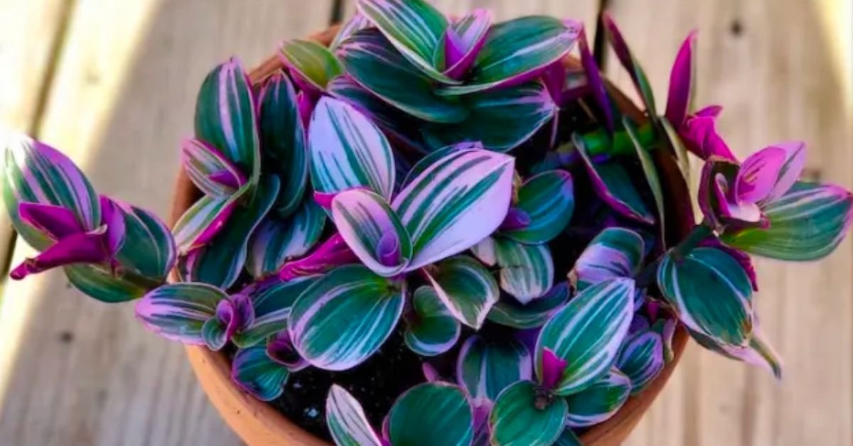 10 Plants You Can Have Delivered for Mother's Day