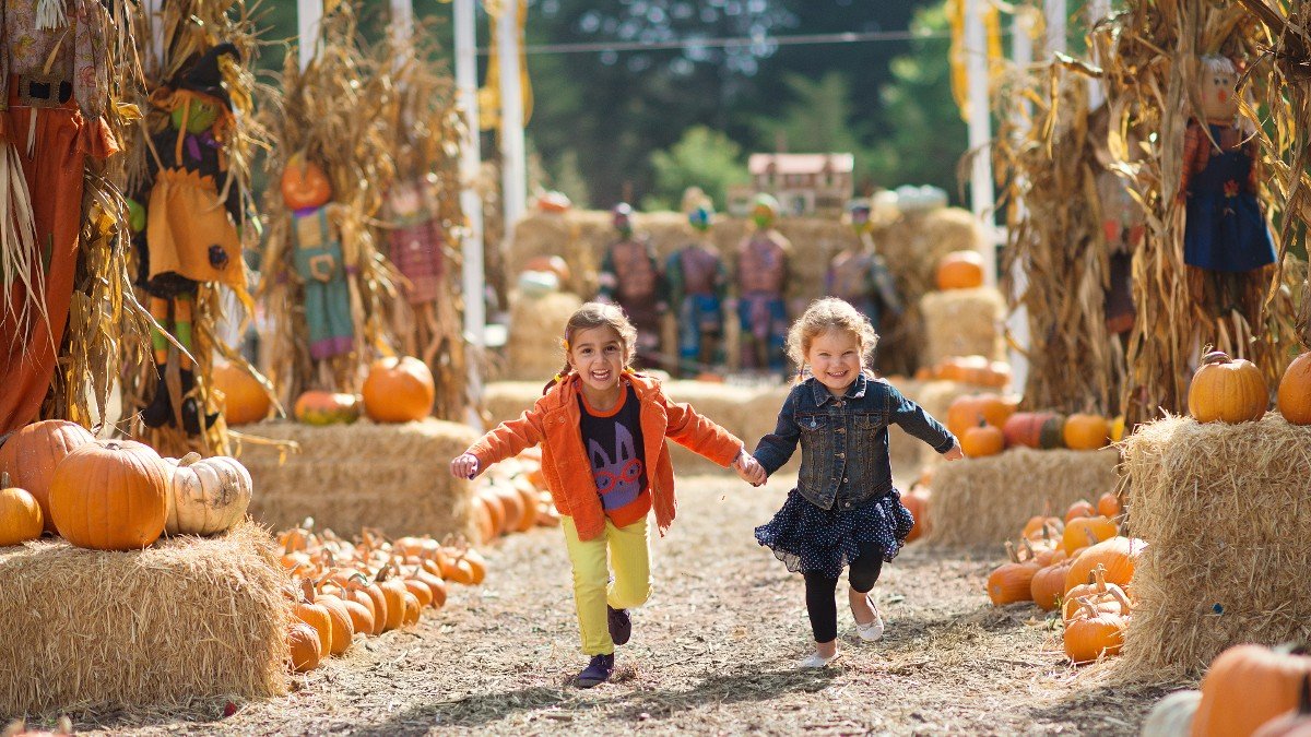 Hello, Gourd-eous! Seattle’s Best Pumpkin Patches for Families