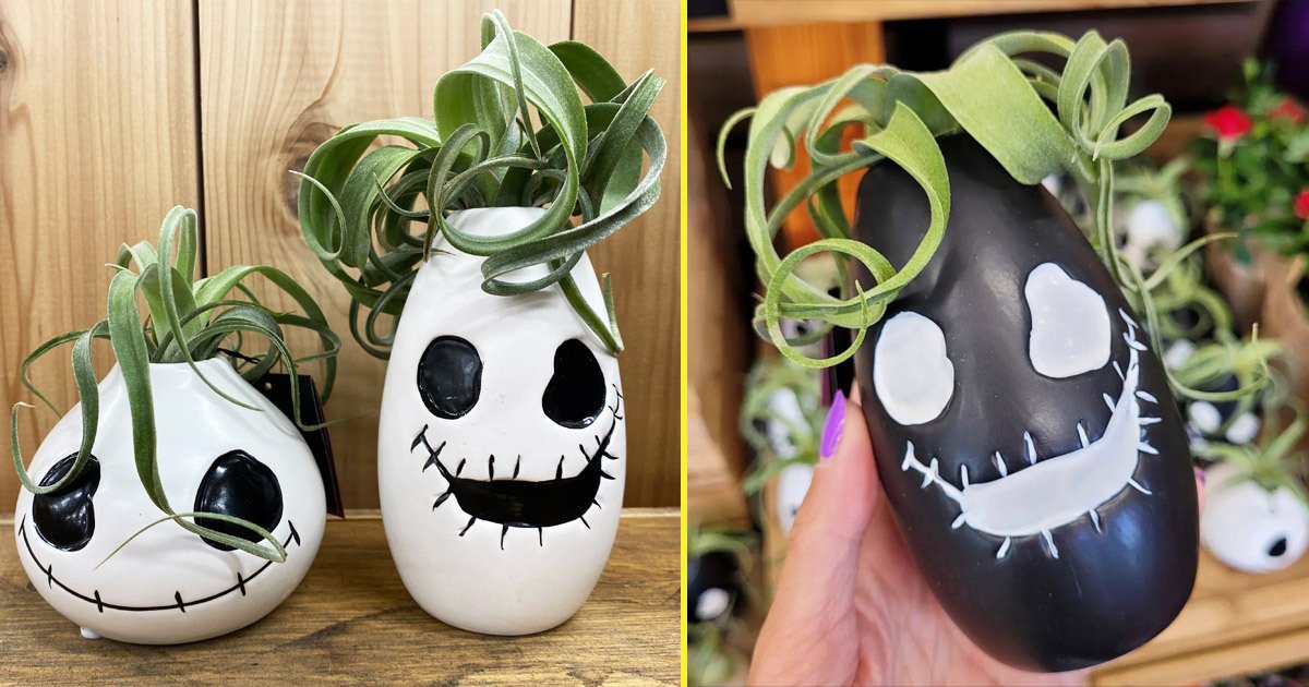 Trader Joe’s New Air Plant Ghouls Are Perfect for Spooky Season
