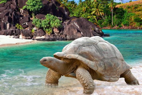 Accepting Yourself as an Introvert and Loving Your Inner Tortoise