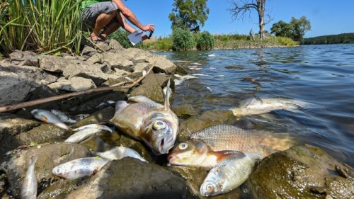 Fischsterben in der Oder: "Katastrophe nie dagewesenen Ausmaßes"