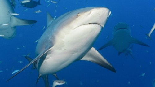 Sieg für Tierschützer: Gericht stoppt Hai-Tötungen