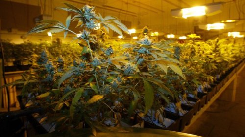Cannabis: Ist der Anbau schädlich fürs Klima?