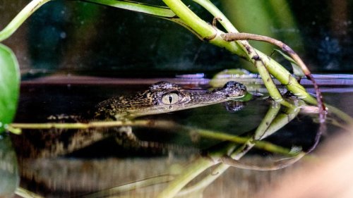 Krokodil schwängert sich selbst: Forscher rätseln über Jungfernzeugung