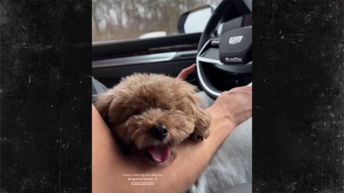 Olivia Culpo and Christian McCaffrey's Dog Snoozes on Road Trip