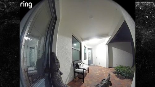 Alligator Hell Two Huge Reptiles Come Knocking At My Door ... I Must be in Florida!!!