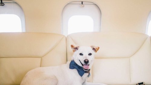 Hong Kong Pets Leave Country On Private Jets ... Amid COVID Fears