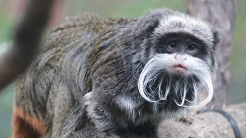 Dallas Zoo 2 Monkeys Allegedly Stolen ... Latest Weird Animal Mishap