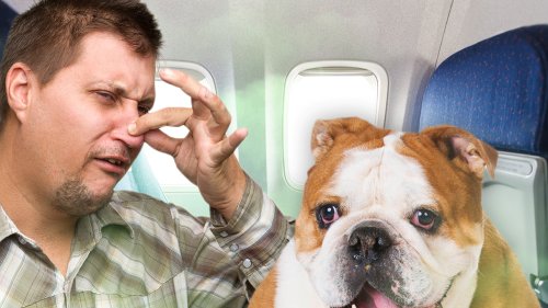 Singapore Airlines Refunds Passengers $1,400 ... Dog Farted On Us for 13 Hours!!!