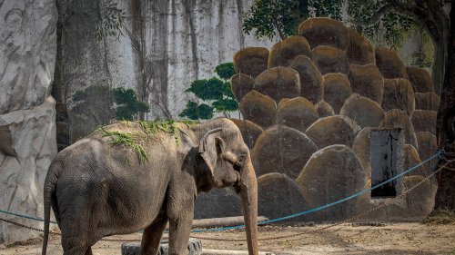 'World's Saddest Elephant' Dies at Manila Zoo