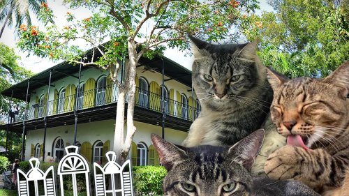 Ernest Hemingway Hurricane Batters Key West House ... But All 59 Cats Survive!!!