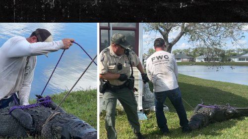 Life in the Wild Gator Kills 85YrOld FL Woman As She Walked Dog