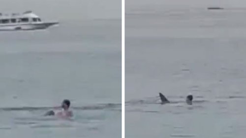 Shark Attack Horrifying Video Shows Man's Final Moments Brutal Attack Off Egyptian Coast