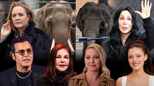 Cher Get L.A. Elephants Help, Not Tulsa! Urges Mayor Bass to Save Beloved Billy & Tina