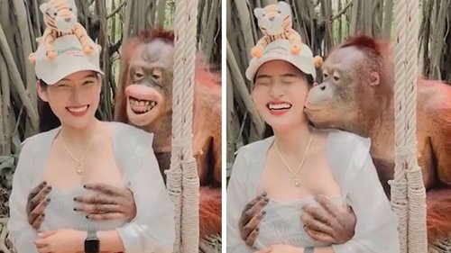 Thailand Zoo Orangutan Grabs Woman's Breasts, Lands a Smooch!!!