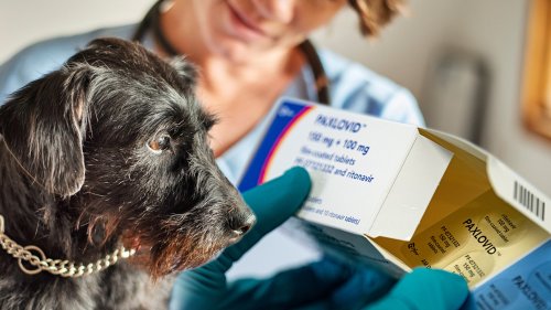 Mysterious Dog Illness Dog Bounces Back with Covid Drug