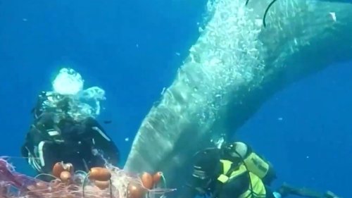 Sperm Whale Tail Tangled in Fishing Net ... Freed by Italian Divers