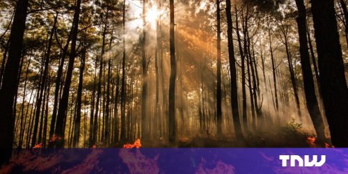 AI sensors in the forest can smell a wildfire before it spreads