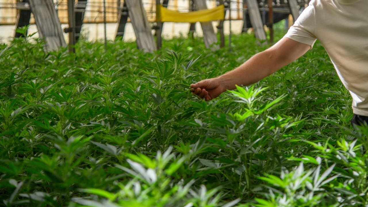 Cannabis light fuorilegge col decreto sicurezza: in 24 ore in fumo 500 milioni (e 30mila posti di lavoro)