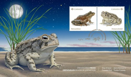 Canada Post Highlights Endangered Frogs With New Stamp Series | To Do Canada