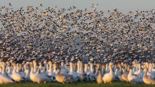 Celebrate Spring Migration at Snow Goose Festival Near Edmonton; Tickets Now on Sale | To Do Canada
