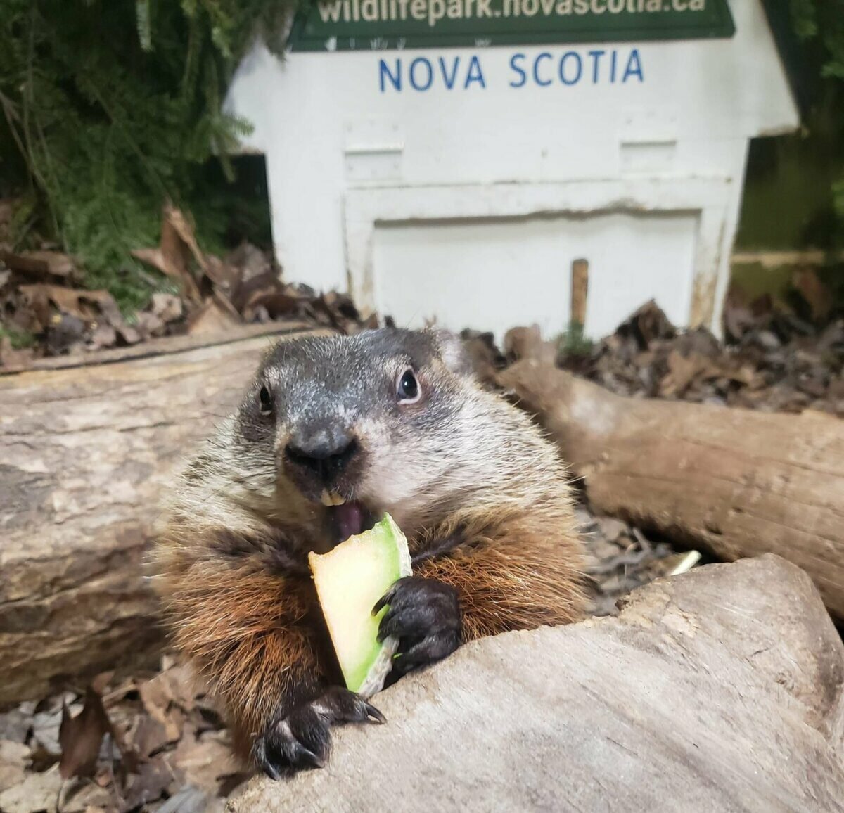 Groundhog Day Canada 2025: These Are the Predictions By Our Groundhogs